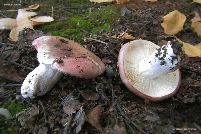 russula_12.jpg