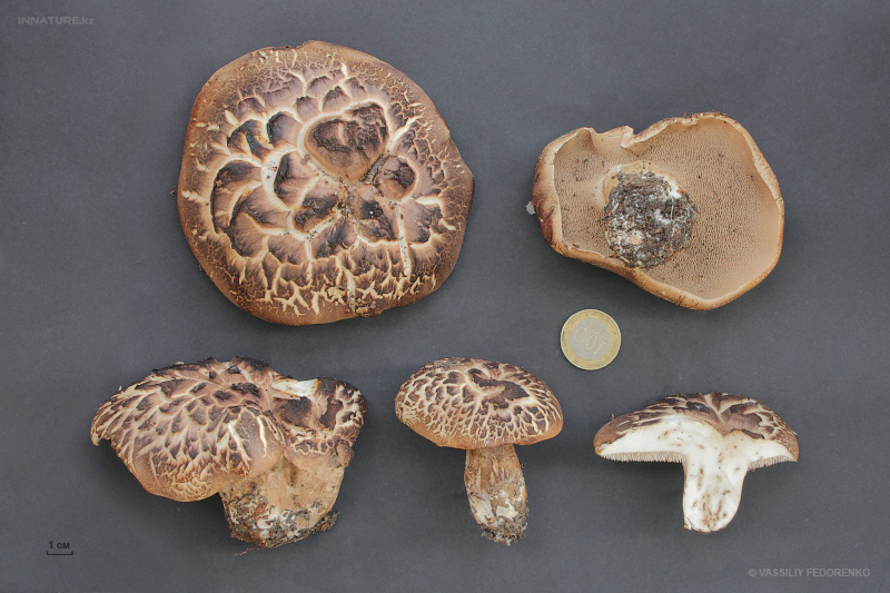 sarcodon-imbricatum.jpg