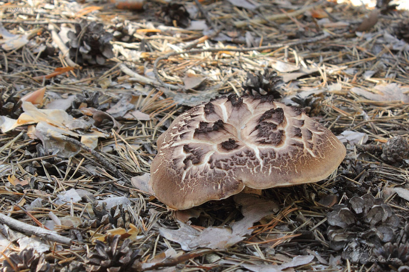 sarcodon-imbricatum_01.jpg