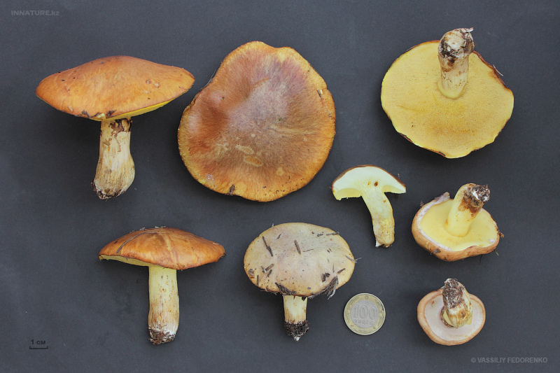 suillus-luteus_01.jpg