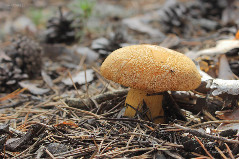 suillus-variegatus_01.jpg