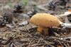 suillus-variegatus_01_t1.jpg