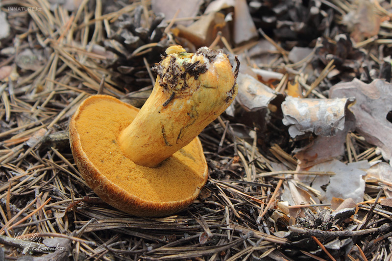 suillus-variegatus_02.jpg