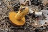 suillus-variegatus_02_t1.jpg