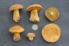 suillus-variegatus_t1.jpg