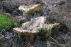 tricholoma-flavovirens_01_t1.jpg