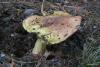 tricholoma-flavovirens_02_t1.jpg