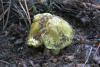 tricholoma-flavovirens_03_t1.jpg
