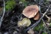 tricholoma_01_1_t1.jpg