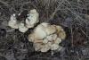 tricholoma_02_1_t1.jpg