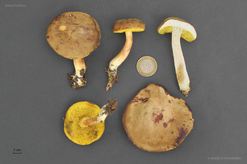 xerocomus-subtomentosus.jpg