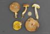 xerocomus-subtomentosus_t1.jpg