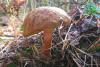 xerocomus_02_t1.jpg
