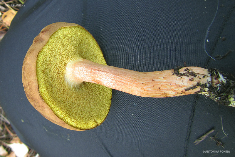 xerocomus_03.jpg