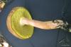 xerocomus_03_t1.jpg