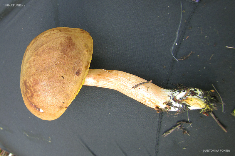 xerocomus_04.jpg