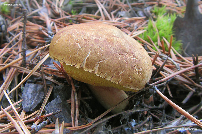 xerocomus_05.jpg