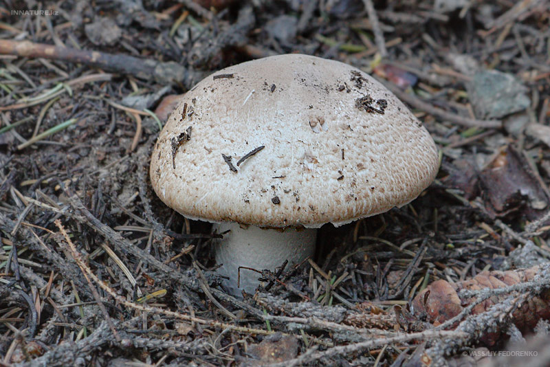 agaricus_01_1.jpg