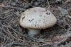 agaricus_01_1_t1.jpg