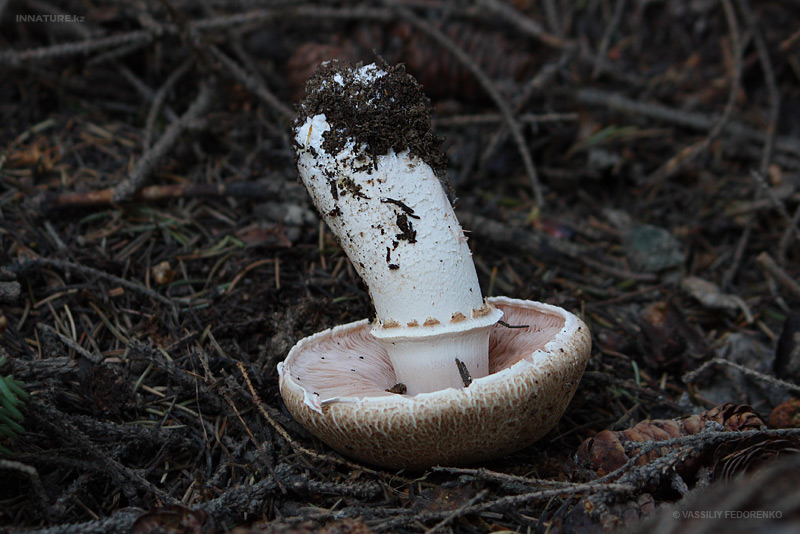 agaricus_01_2.jpg