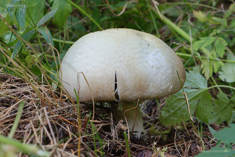 agaricus_02_1.jpg