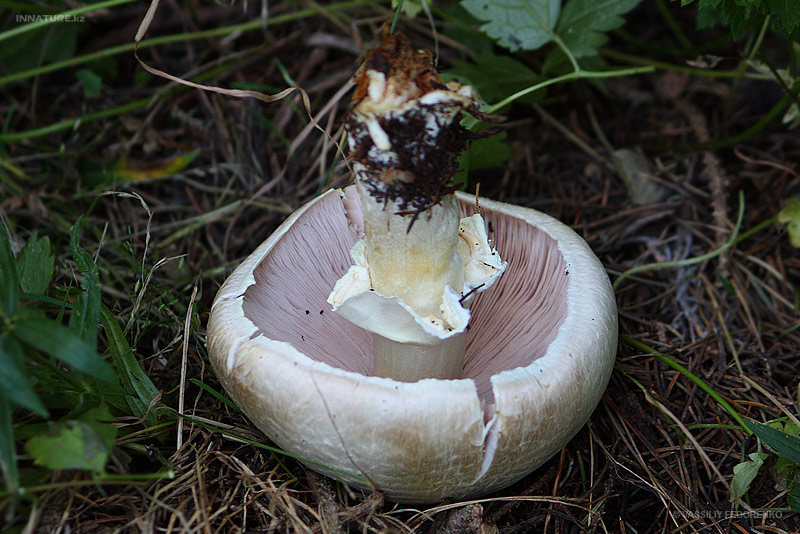 agaricus_02_2.jpg