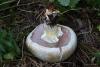 agaricus_02_2_t1.jpg