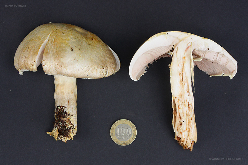 agaricus_02_3.jpg