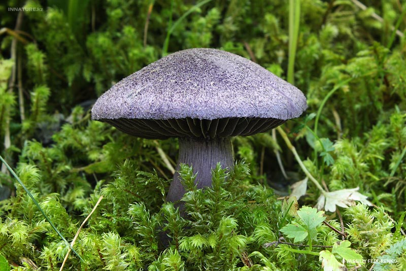 cortinarius-violaceus_01.jpg