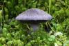 cortinarius-violaceus_01_t1.jpg