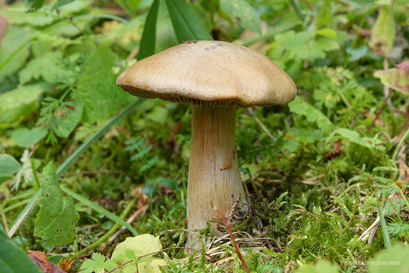 cortinarius.jpg