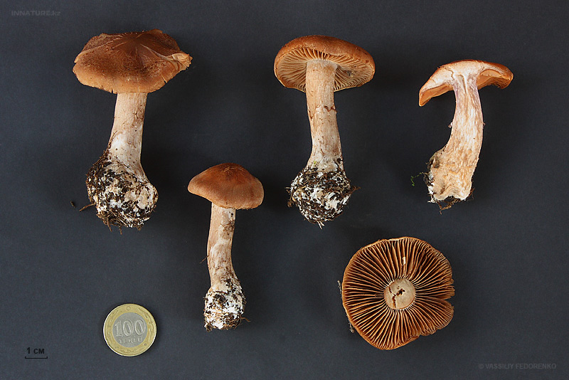 cortinarius_19.jpg