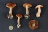 cortinarius_19_t1.jpg