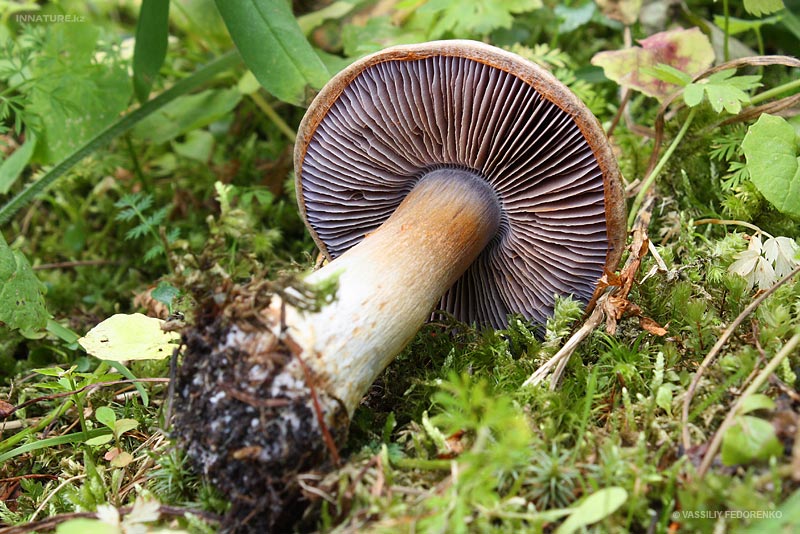 cortinarius_2.jpg