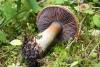 cortinarius_2_t1.jpg