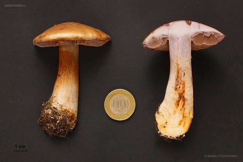 cortinarius_3.jpg