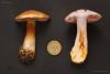 cortinarius_3_t1.jpg