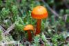 fungi_82_2_t1.jpg