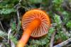 fungi_82_4_t1.jpg