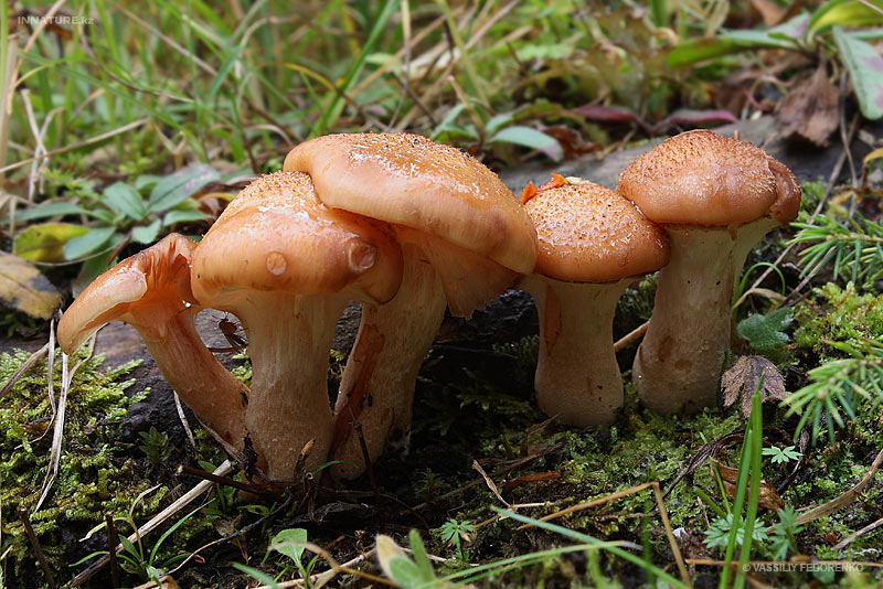 fungi_87_2.jpg