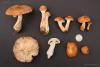 fungi_87_3_t1.jpg