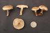 fungi_88_3_t1.jpg