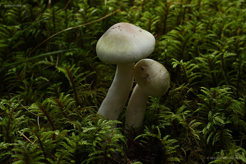 fungi_89_3.jpg