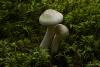 fungi_89_3_t1.jpg