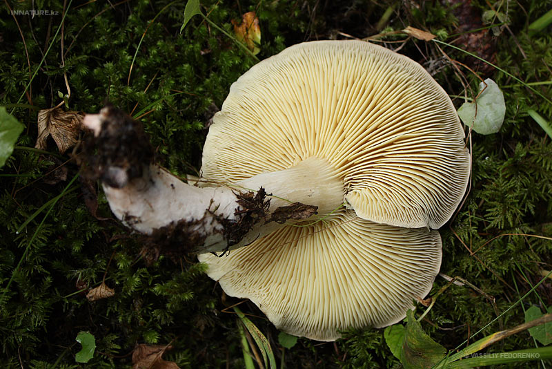 fungi_89_5.jpg