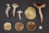 fungi_89_6_t1.jpg