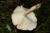 fungi_91_2_t1.jpg