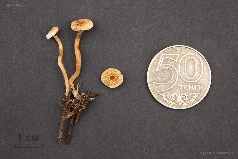 fungi_97_1.jpg