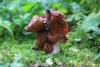 gyromitra-infula_01_t1.jpg