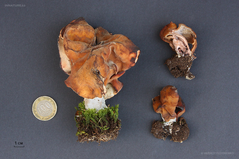 gyromitra-infula_02.jpg